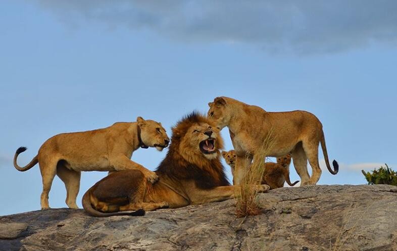 狮群狩猎是雄狮还是雌狮，狮群狩猎是雄狮还是雌狮完成