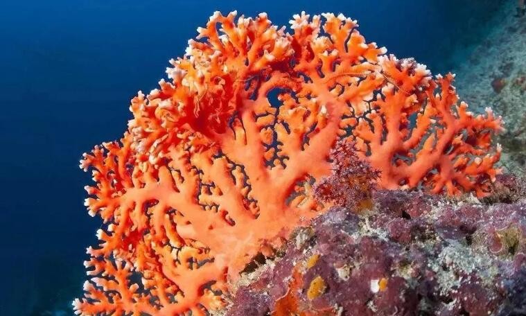 珊瑚是不是生物，珊瑚是不是生物还是非生物