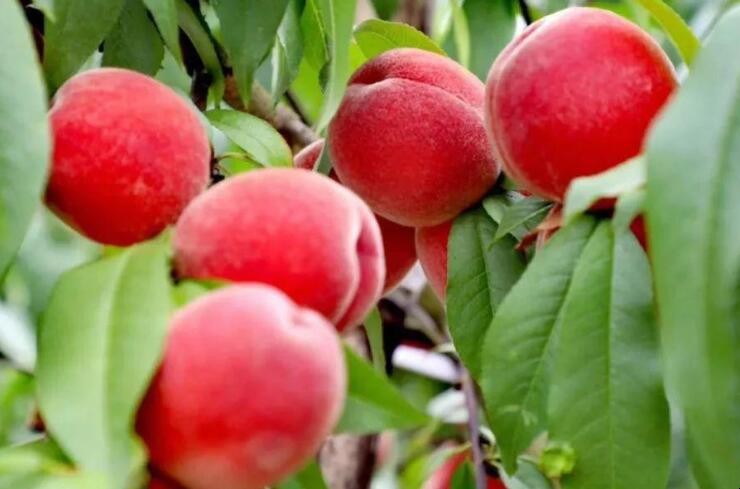桃子属于什么种类水果