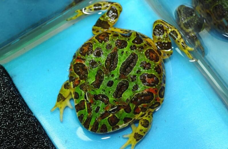 霸王角蛙寿命多久