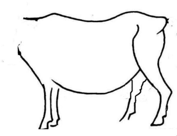 画牛怎么画