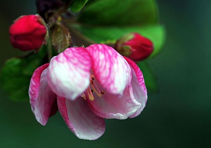 秋海棠花的寓意是什么