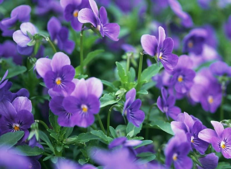 紫罗兰花的花语是什么，紫罗兰花的花语是什么意思