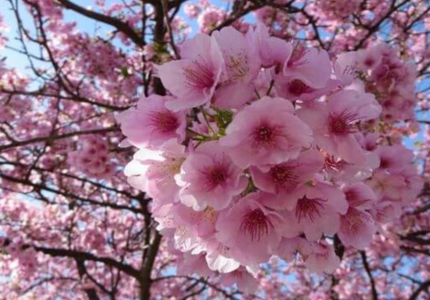 日本国花是什么花，日本国花是什么花名