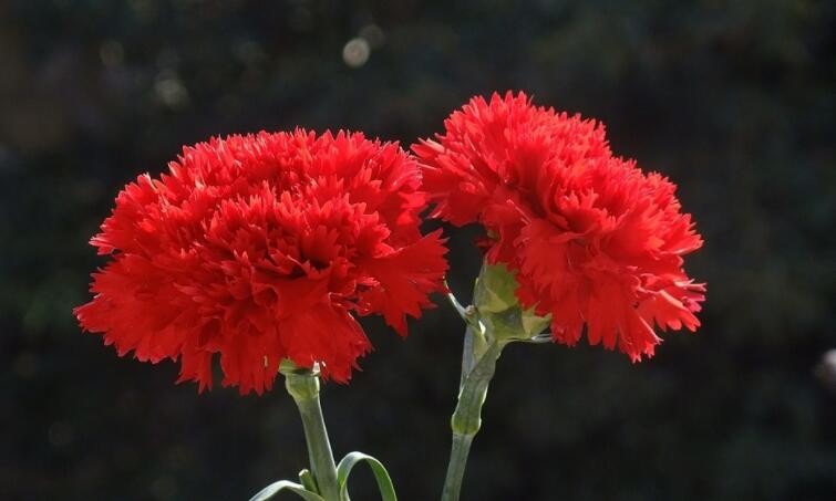 红色康乃馨花语是什么