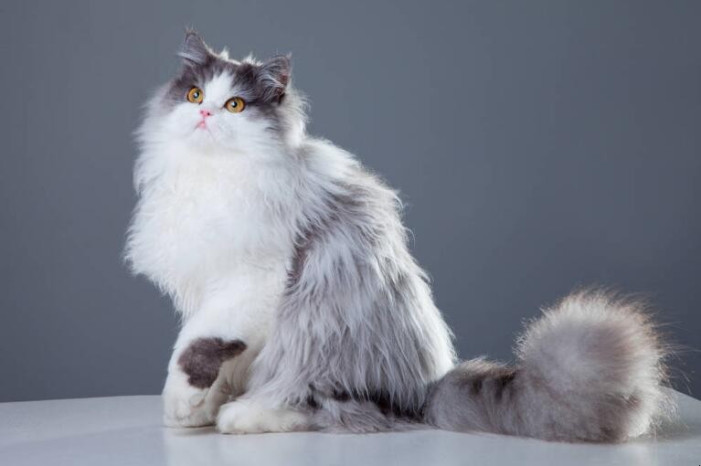 波斯猫和加菲猫的区别是什么，波斯猫和加菲猫的区别