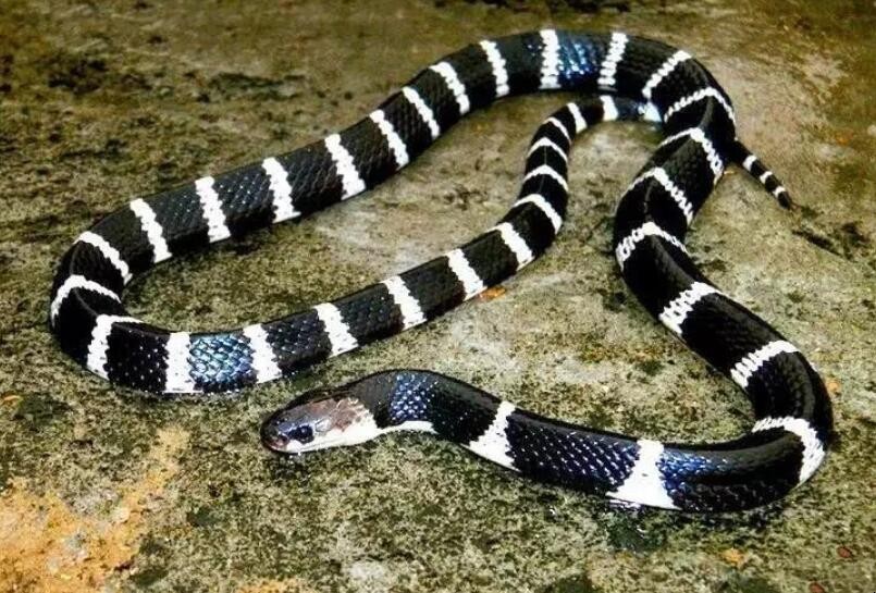 中国最毒的毒蛇是什么蛇，中国最毒的毒蛇第一名是什么蛇