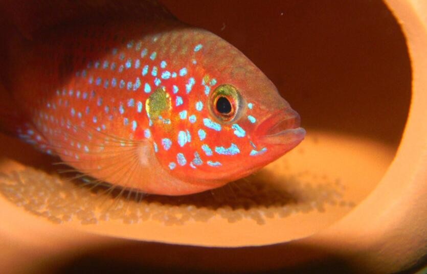 红宝石鱼能长多大，红宝石鱼能长多大图片
