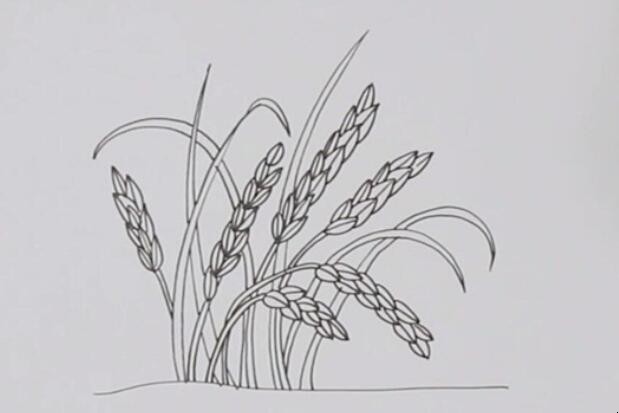 水稻变成大米简笔画图片
