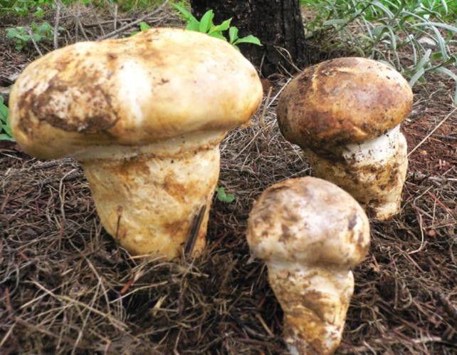 东北野生蘑菇
