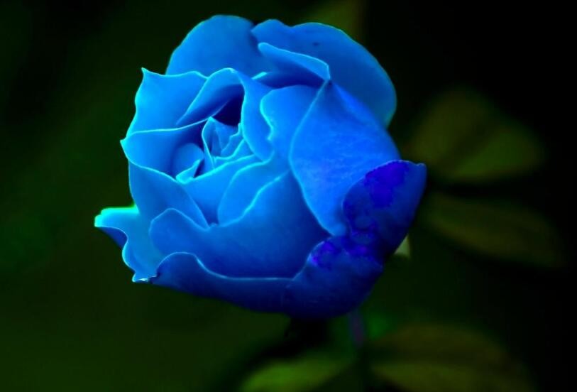 蓝玫瑰的花语是什么，蓝玫瑰的花语是什么寓意
