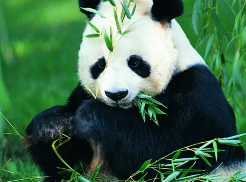 大熊猫吃什么，大熊猫吃什么食物