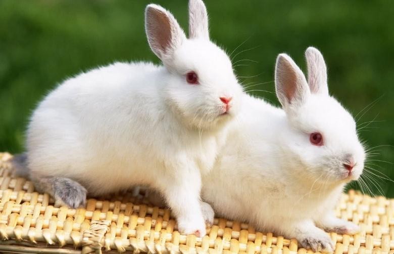 宠物兔的寿命是多少年，宠物兔的寿命是多少年百度百科
