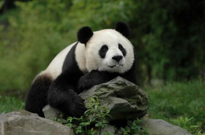 大熊猫是什么科，大熊猫是什么科动物