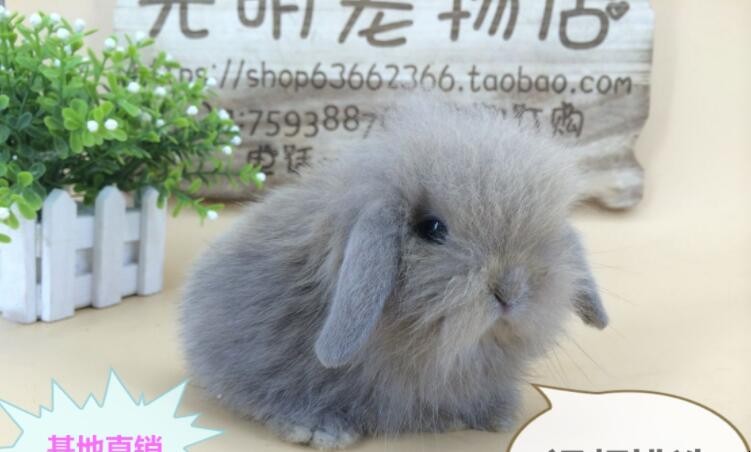 兔子品种有哪些，兔子品种有哪些图片