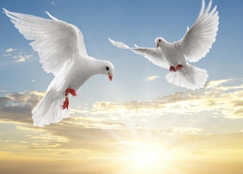 和平鸽象征的意义是什么，和平鸽象征的意义