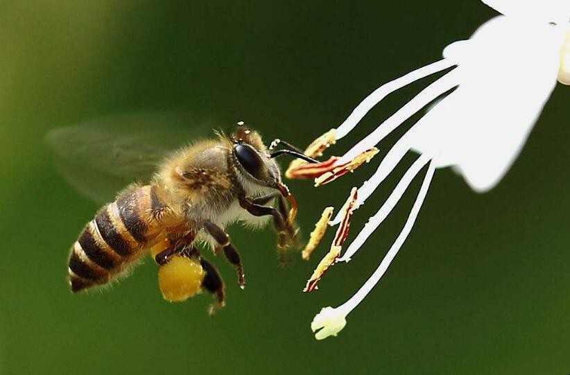 蜜蜂有什么特点，蜜蜂有什么特点可以比喻什么