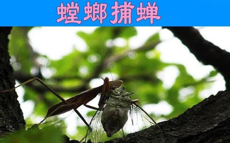 《螳螂捕蝉》翻译是什么，螳螂捕蝉古文翻译