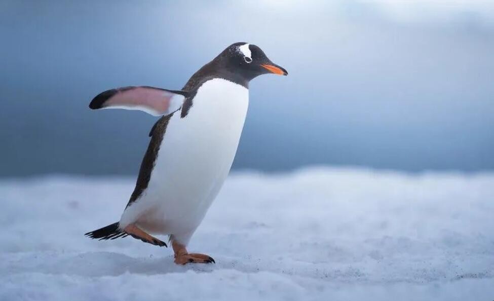 企鹅是保护动物吗