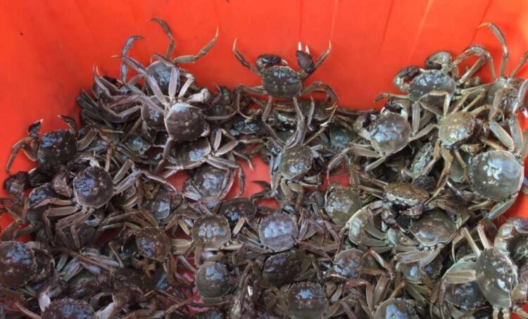 刚死的螃蟹能吃吗，刚死的螃蟹能吃吗怎样吃