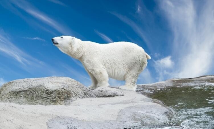 北极熊为什么不怕冷，北极熊为什么不怕冷呢