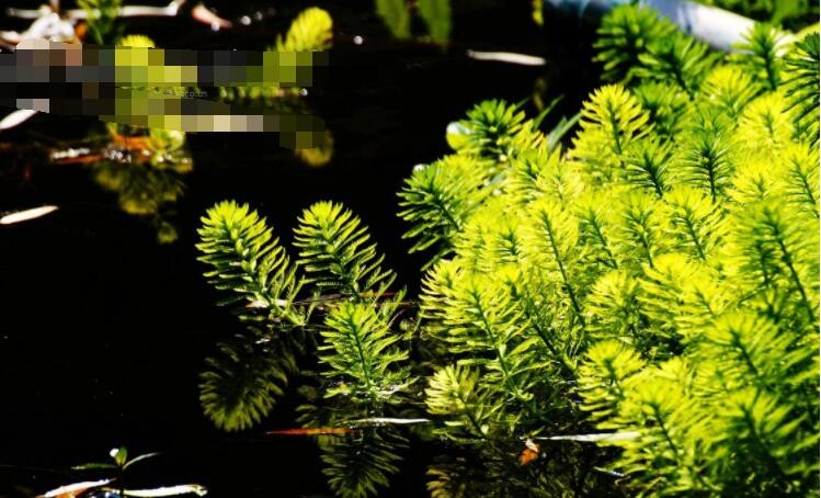 金鱼藻的用途是什么