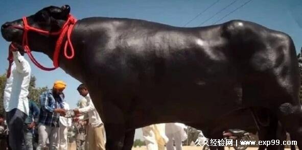 在中国苏丹牛多少钱一头，身价2200万/配种一次5万元(印度最贵的奶牛)