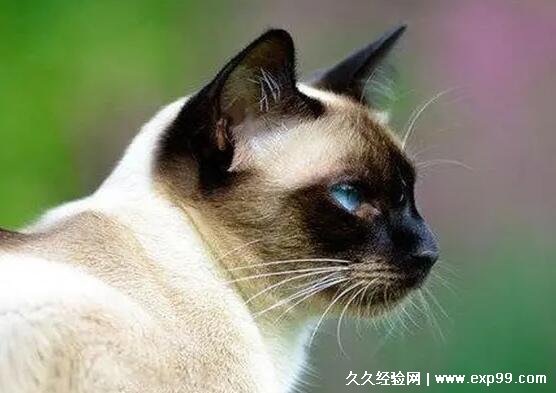 暹罗猫价格多少钱一只图片，国内纯种1500到5000元(国外更便宜)