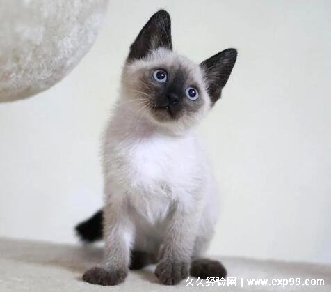 暹罗猫价格多少钱一只，纯种幼猫2022年最低价格为2000元