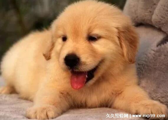 广州金毛犬价格多少钱一只，幼犬最低一只1000元左右
