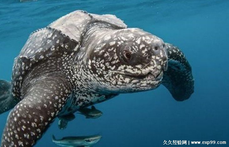 世界上体型最大的海龟是什么龟体，棱皮龟(并不是巴西龟)