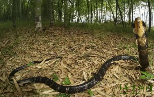 世界上最长的毒蛇？眼镜王蛇（最长记录5580mm）