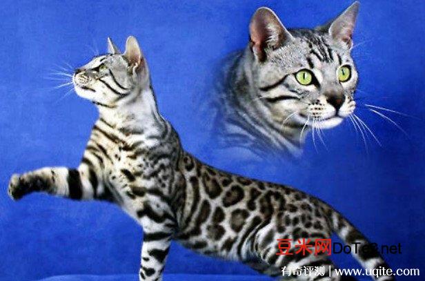 孟加拉豹猫多少钱一只？10000元到20000元左右(养育豹猫的技巧)
