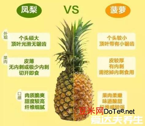 凤梨和菠萝的区别？凤梨和菠萝的区别图片