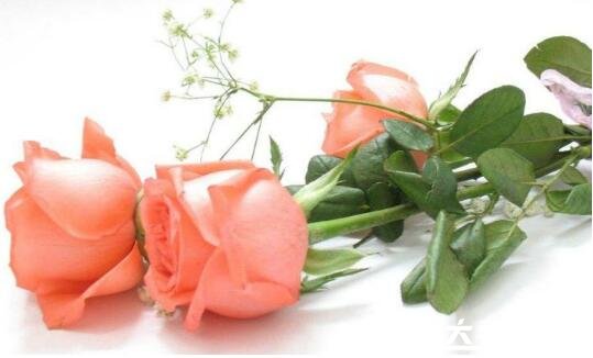 粉玫瑰不能随便送人，它代表的是纯纯的爱恋适合送初恋
