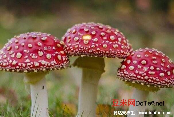 50多种毒蘑菇图片，致命白毒伞一颗毒死一个成年人(颜色越艳毒性越强)