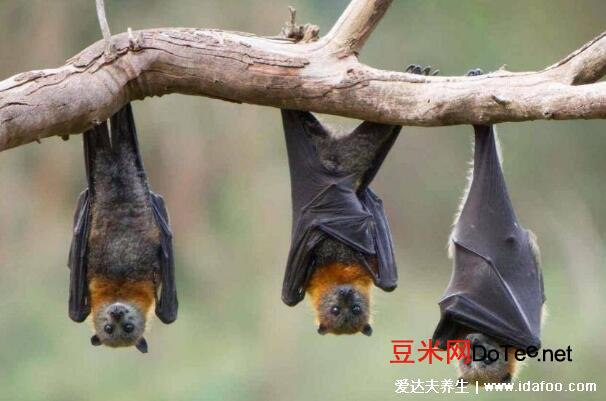 蝙蝠飞到家里是什么预兆？蝙蝠飞到家里是什么预兆会掉细菌吗