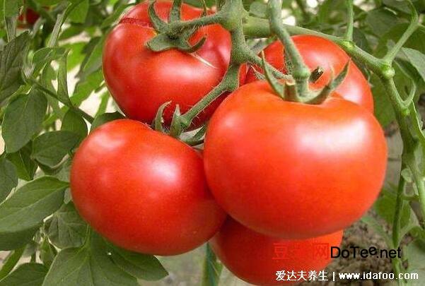 黄瓜和西红柿能一起吃吗，放心吃并不会破坏西红柿的维C