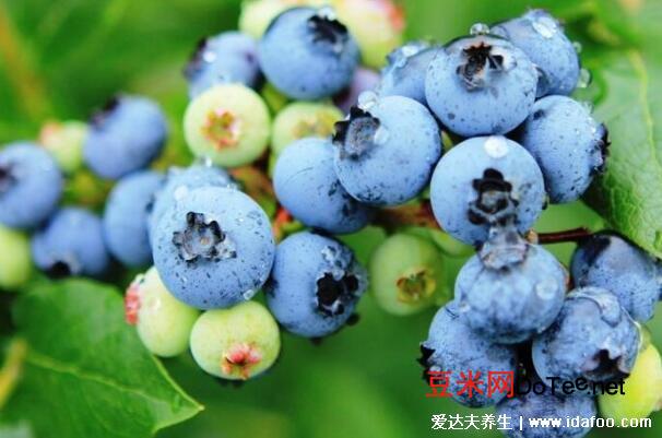 蓝莓一天吃多少为宜？新鲜蓝莓一天吃多少为宜