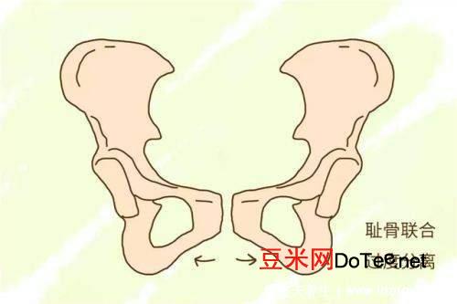 耻骨是哪个部位图片，孕期中晚期女性容易耻骨疼