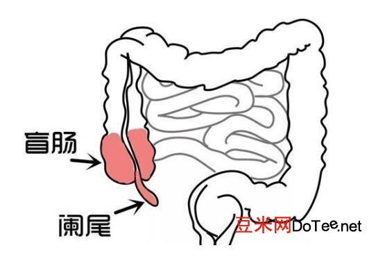 小鼠盲肠位置图图片