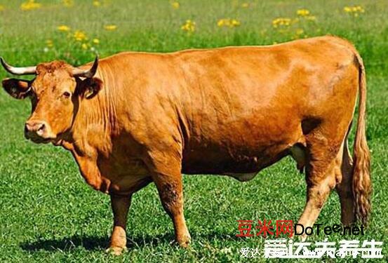 肥牛是牛的哪个部位，牛腩肉之外的肉可以做成肥牛(常吃的是腰腹部位)