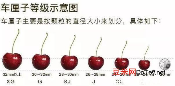 车厘子都是进口的吗，不一定/有多品种中国大樱桃(车厘子属欧洲樱桃)