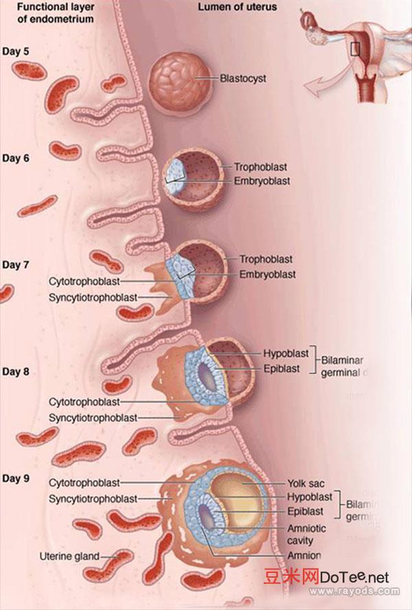 囊胚移植着床全过程图