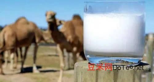 怎么分别骆驼奶粉的真假，骆驼奶粉多少钱一罐 哪里能买到正宗的骆驼奶粉