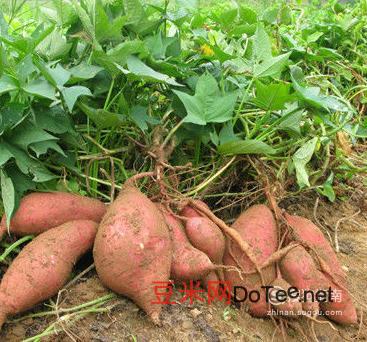 红薯和地瓜是不是一样，如何区分与食用？