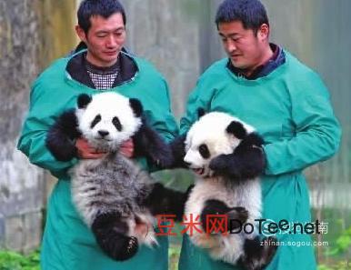 怎么样才能当熊猫饲养员，怎样才能当熊猫饲养员