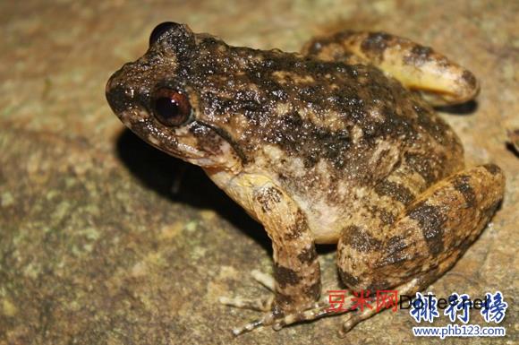 石林蛙怎么吃，世界上最美味的青蛙,石蛙的食用历史悠久(能食用且具有保健价值)