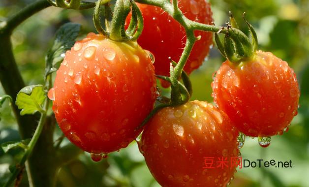 西红柿种在阳台上要授粉吗