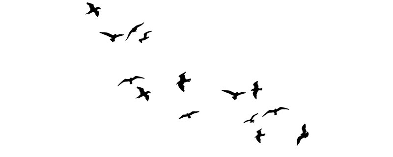 鸟的寓意和象征(鸟的寓意和象征意义是什么)